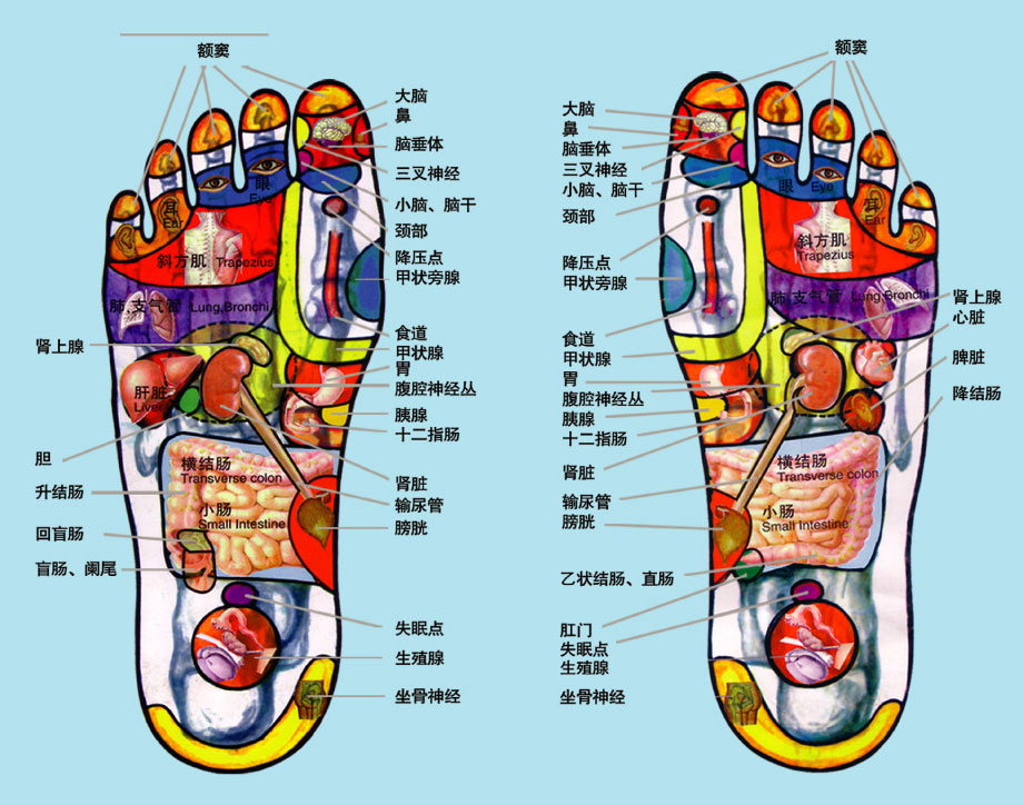 脚底反射区是指人体的各部位器官在足底都有相对应的部位,通过按摩相